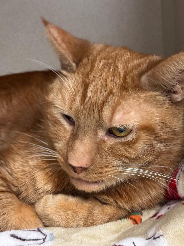 Tommy, Adoptable, Adult Male Domestic Short Hair.