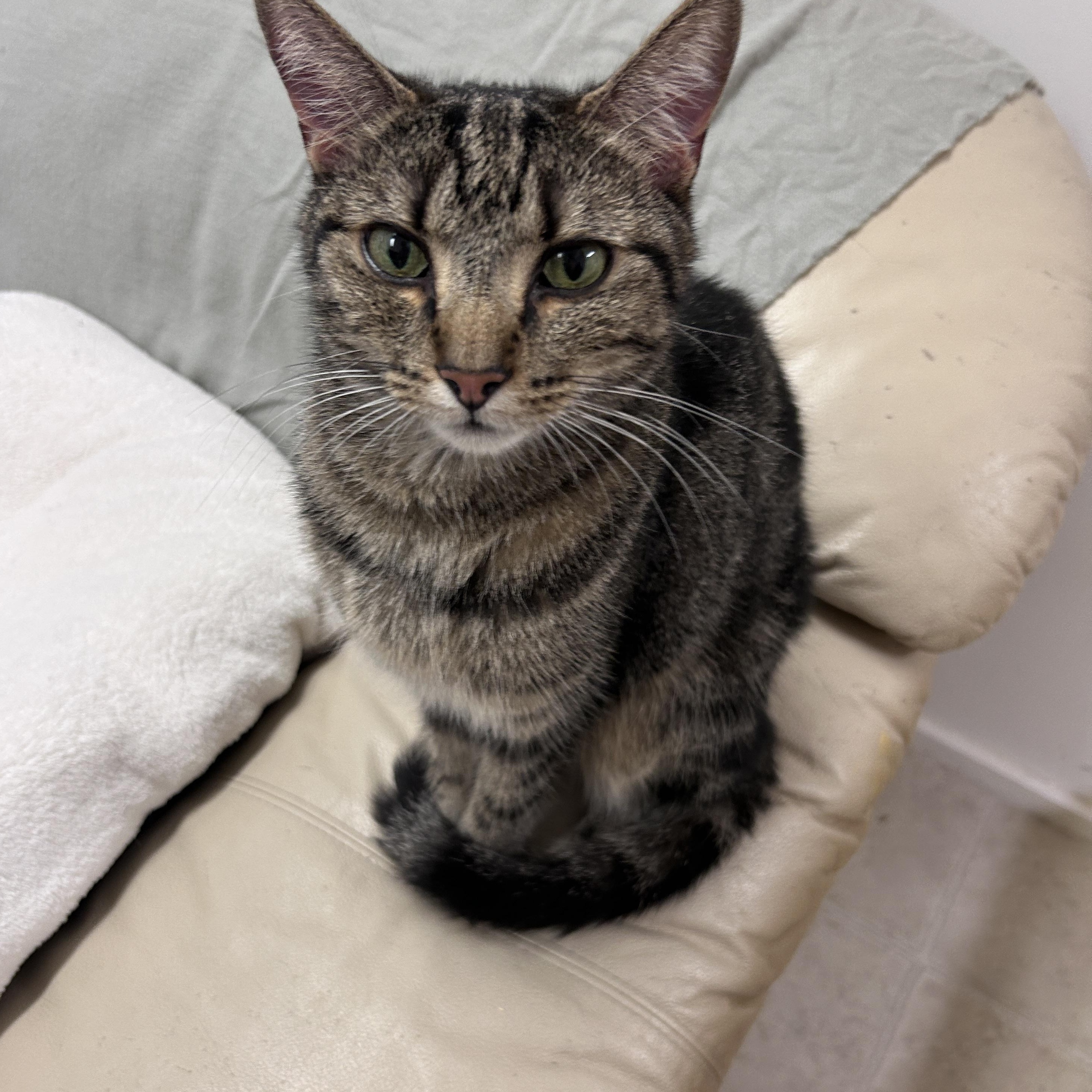 Parksville, an adoptable Tabby in Maple Ridge, BC, V2W 1A4 | Photo Image 3
