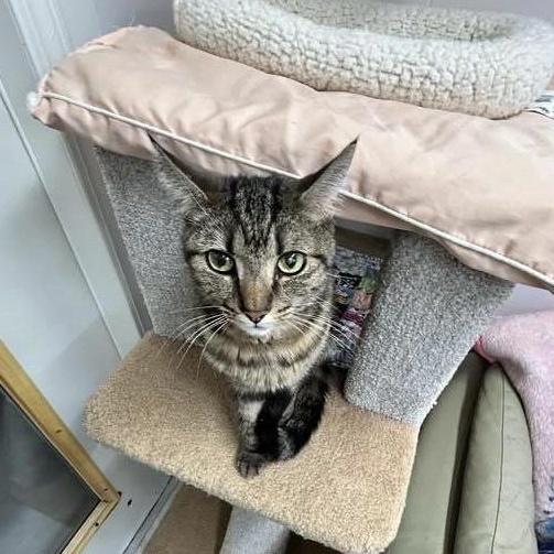 Parksville, a Adoptable Tabby image 5/6