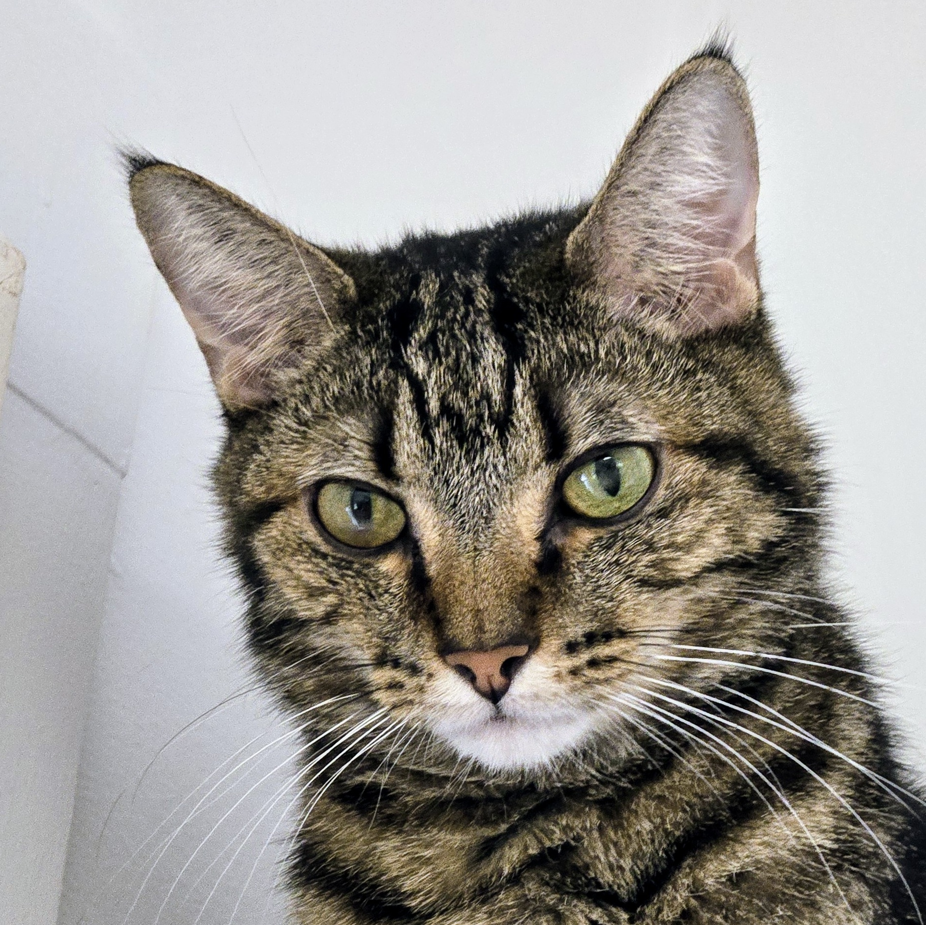 Parksville, an adoptable Tabby in Maple Ridge, BC, V2W 1A4 | Photo Image 5