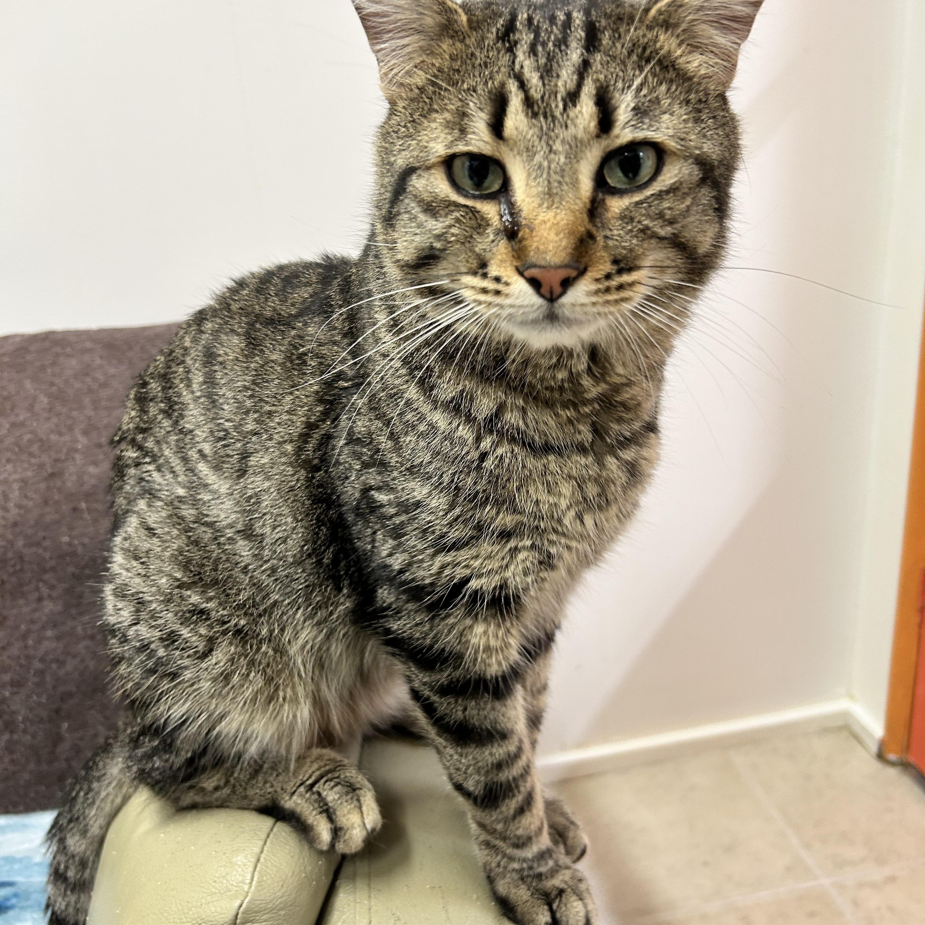 Parksville, an adoptable Tabby in Maple Ridge, BC, V2W 1A4 | Photo Image 1