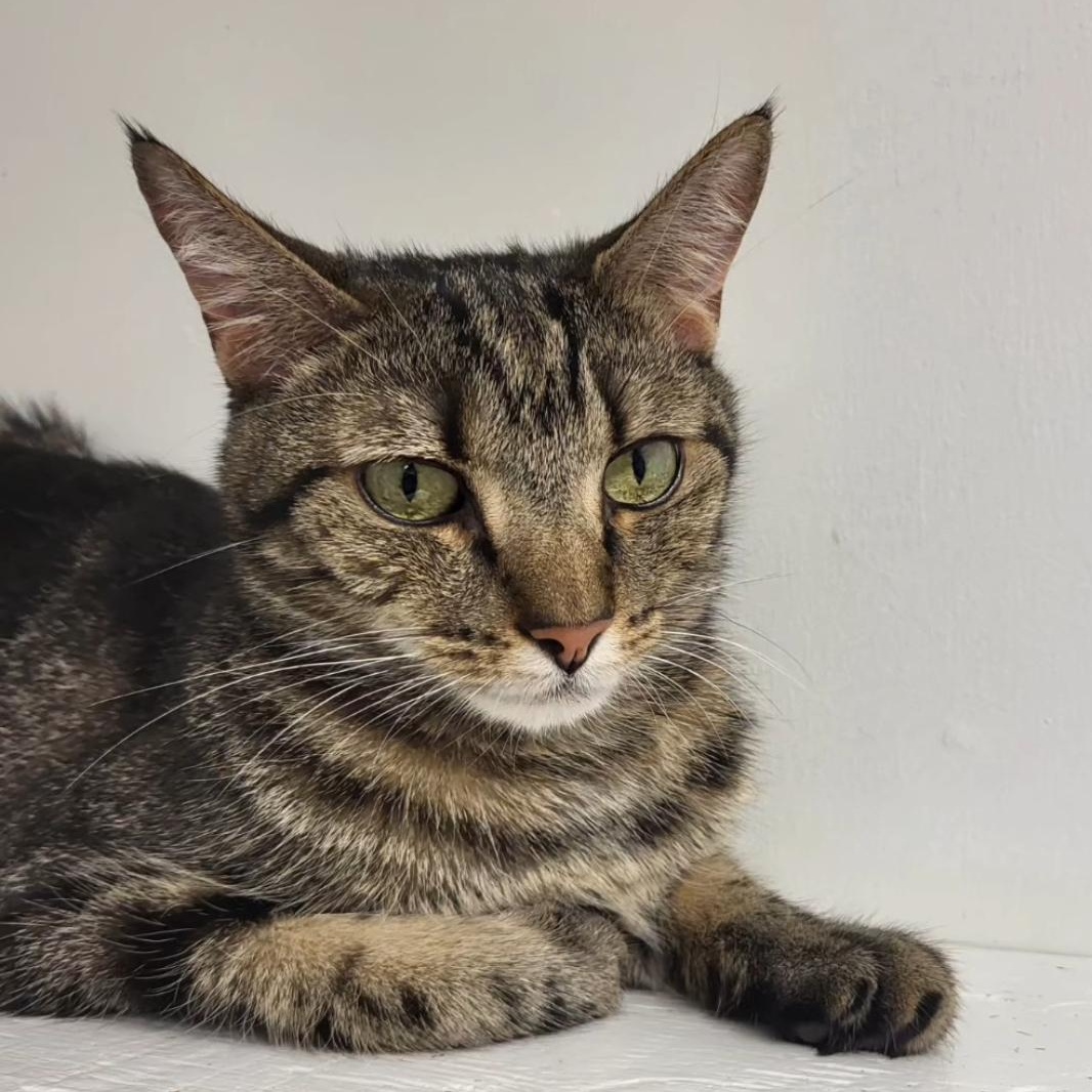 Parksville, a Adoptable Tabby image 1/6