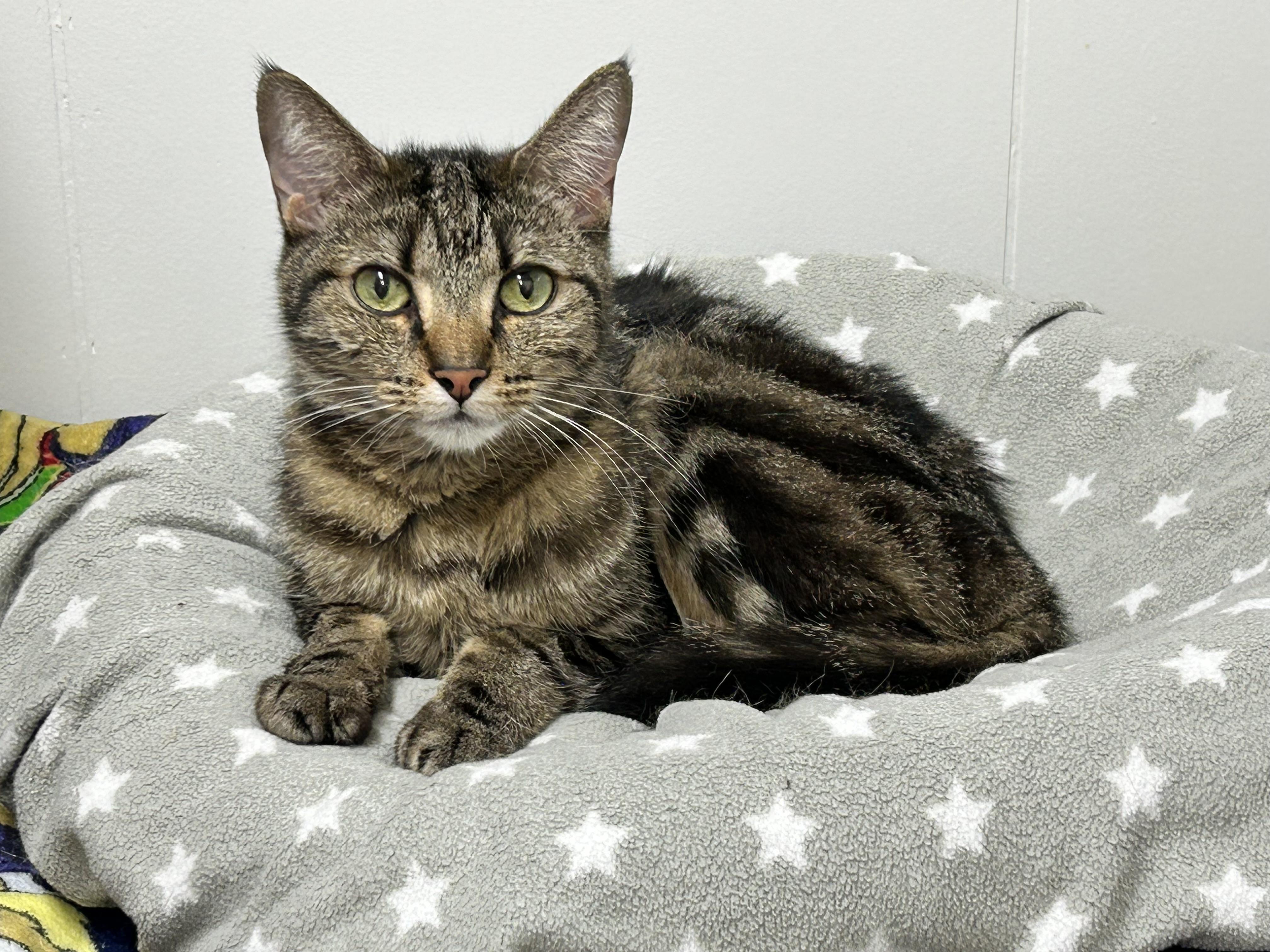Parksville, Adoptable, Adult Female Tabby.