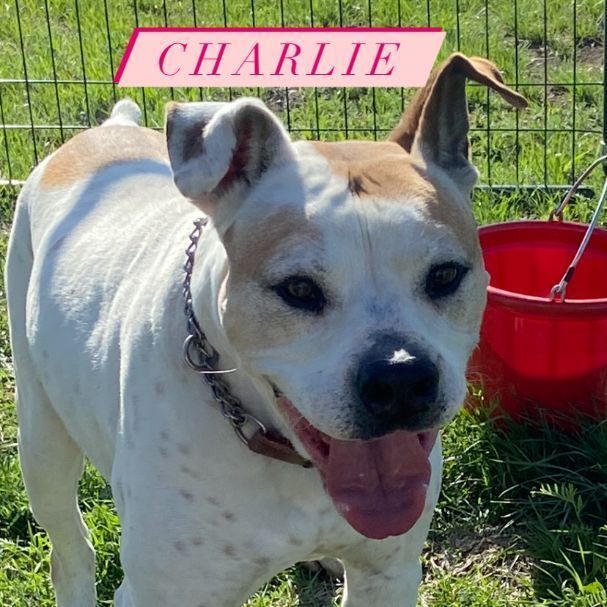 *Charlie photo 5