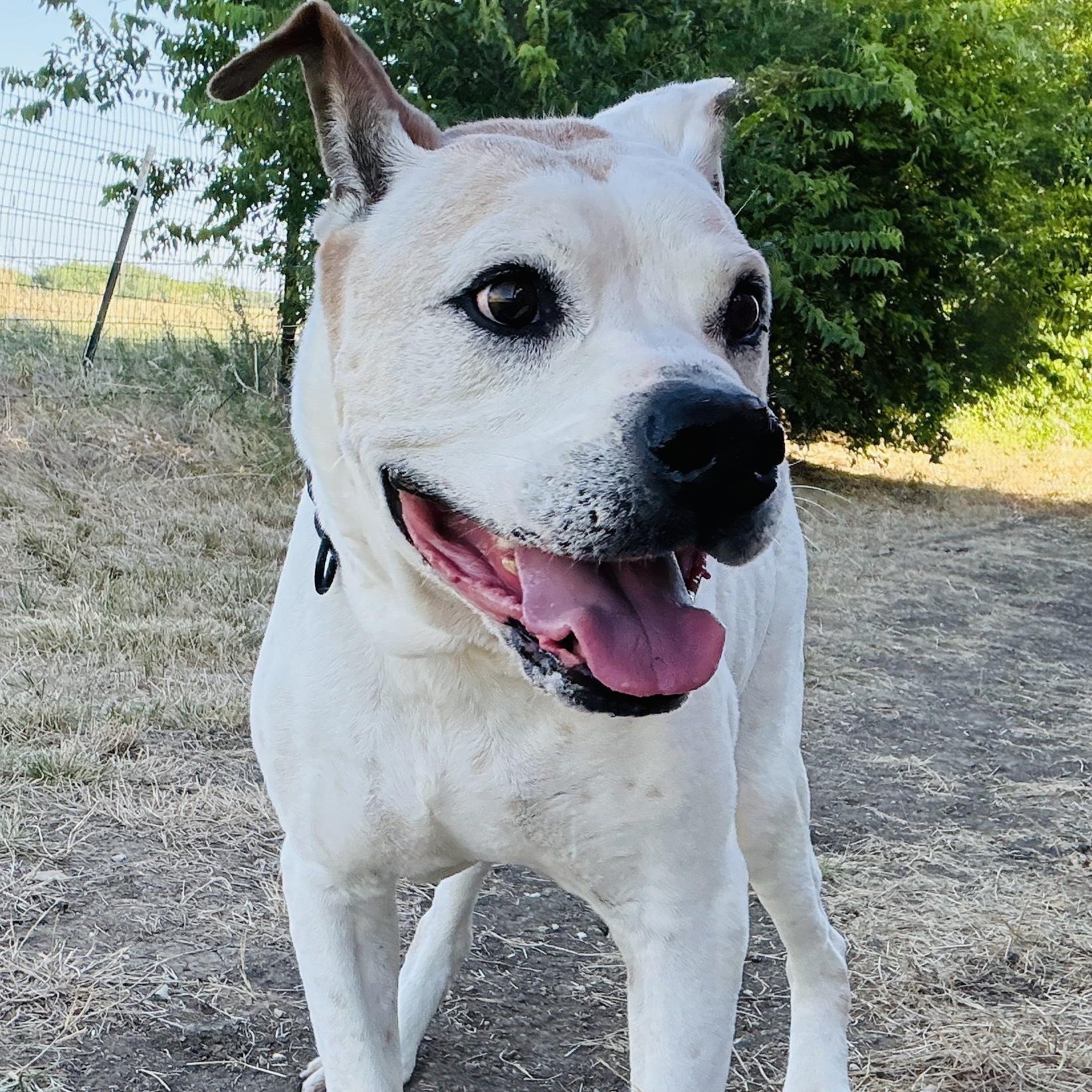 *Charlie, an adoptable American Bulldog in Justin, TX, 76247 | Photo Image 6