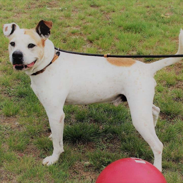 Enlarge *Charlie, a Adoptable mixed breed in Justin, TX image 3/6