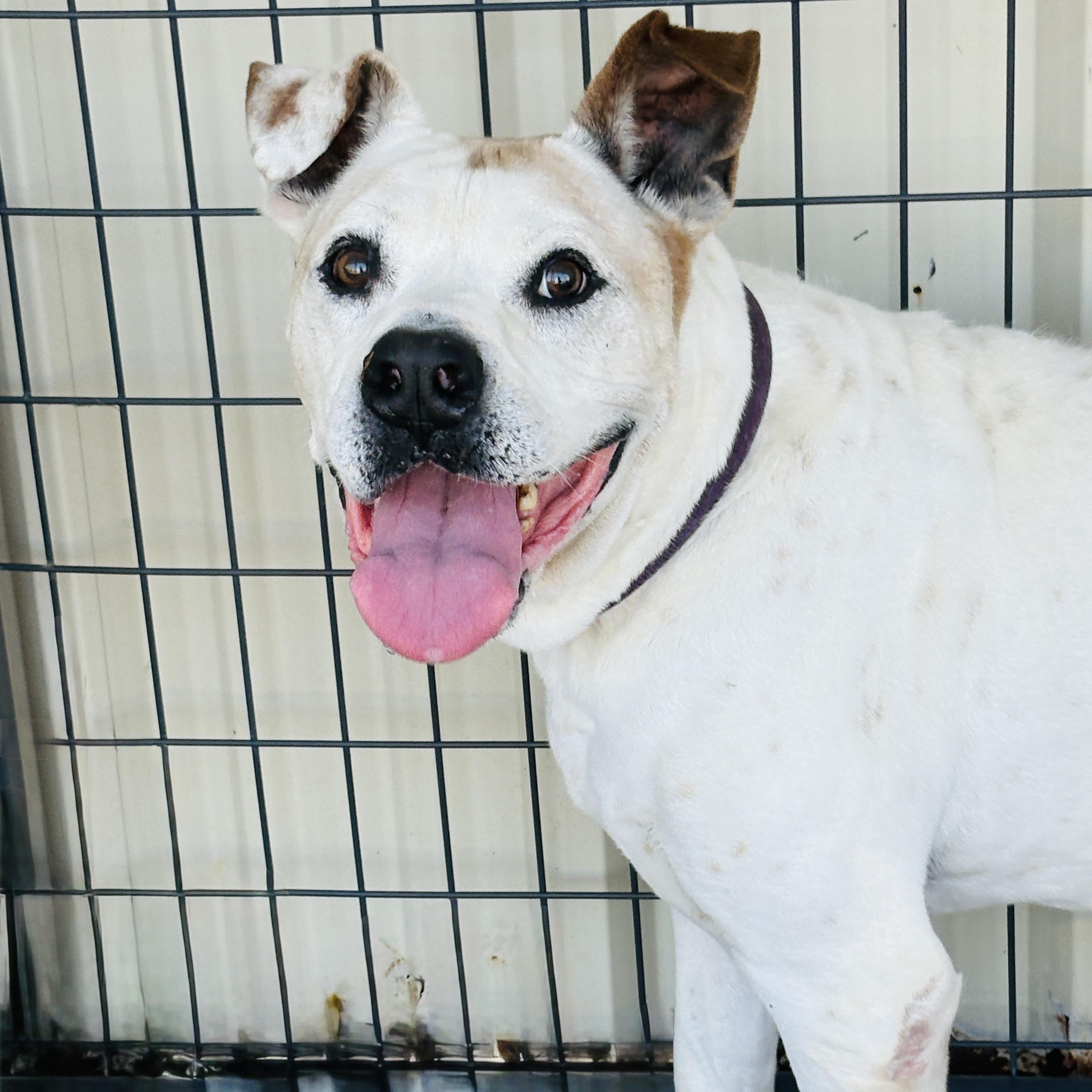 Enlarge *Charlie, a Adoptable mixed breed in Justin, TX image 5/6