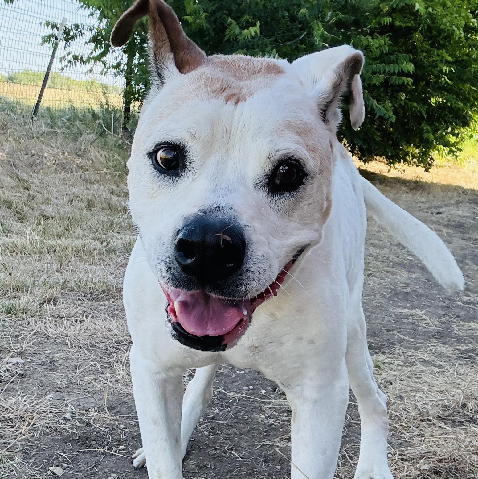 *Charlie, Adoptable, Adult Male American Bulldog.