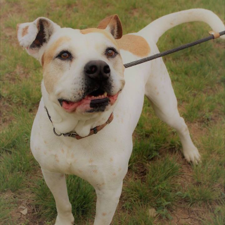 Enlarge *Charlie, a Adoptable mixed breed in Justin, TX image 4/6