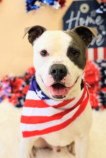 Pinto, ADOPTABLE, Adult Male Mixed Breed.