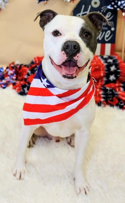 Pinto, a ADOPTABLE Mixed Breed in Hamilton, OH image 3/3