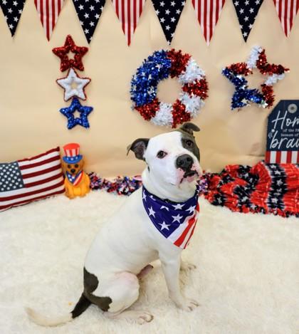Pinto, a ADOPTABLE Mixed Breed in Hamilton, OH image 2/3