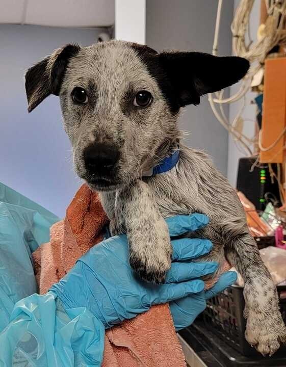 Enlarge Redneck, a Adoptable mixed breed in Chillicothe, OH image 1/1