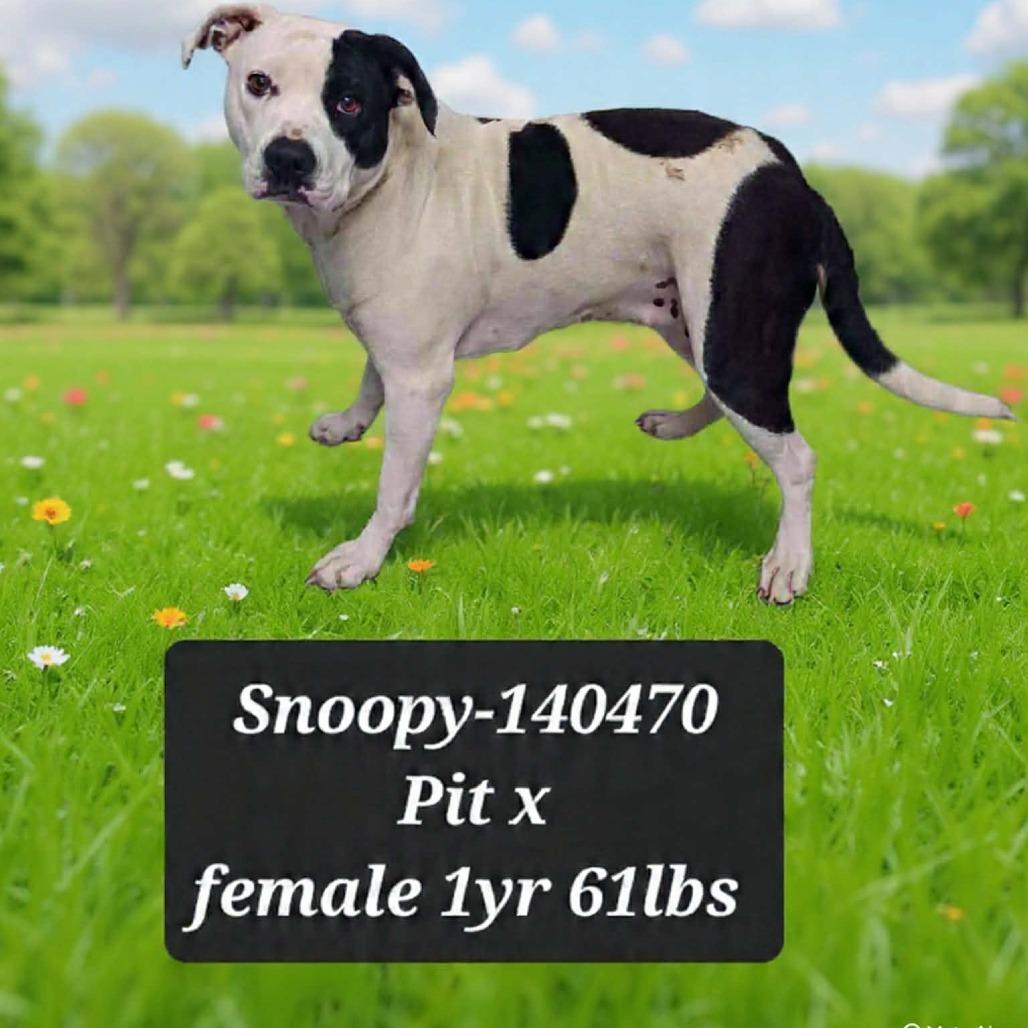 Snoopy, Adoptable, Young Female Pit Bull Terrier & Boxer.