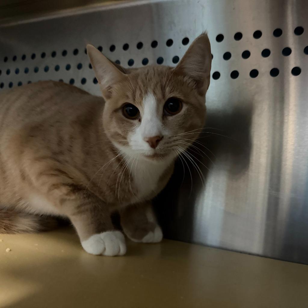 Enlarge Latte, a Adoptable mixed breed in Glen Rose, TX image 1/1