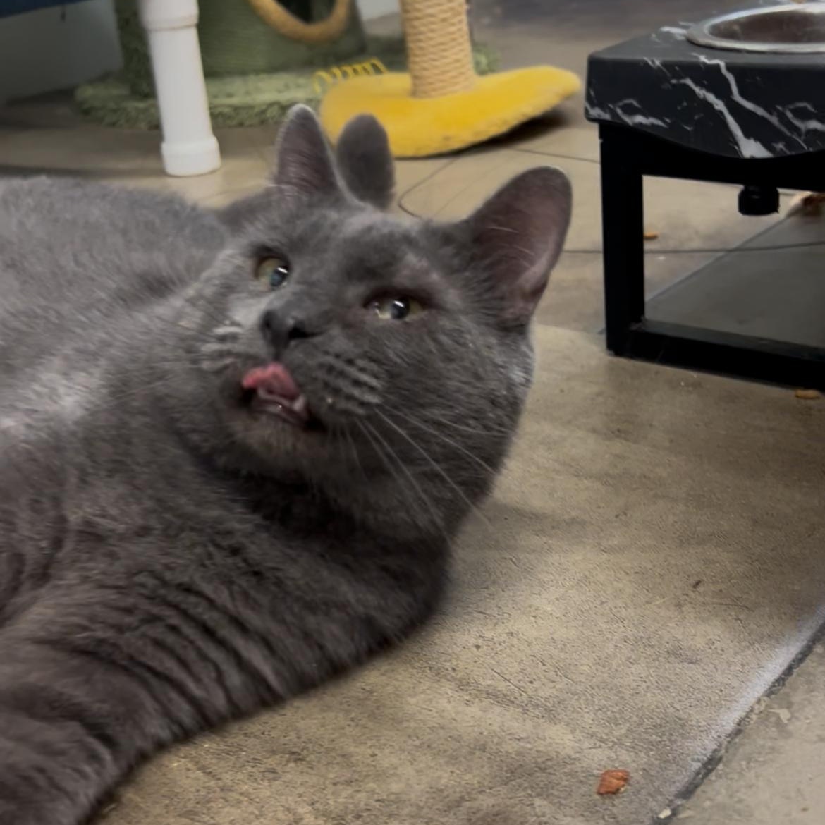 Enlarge Earl, a Adoptable Domestic Short Hair in Solon, IA image 3/4