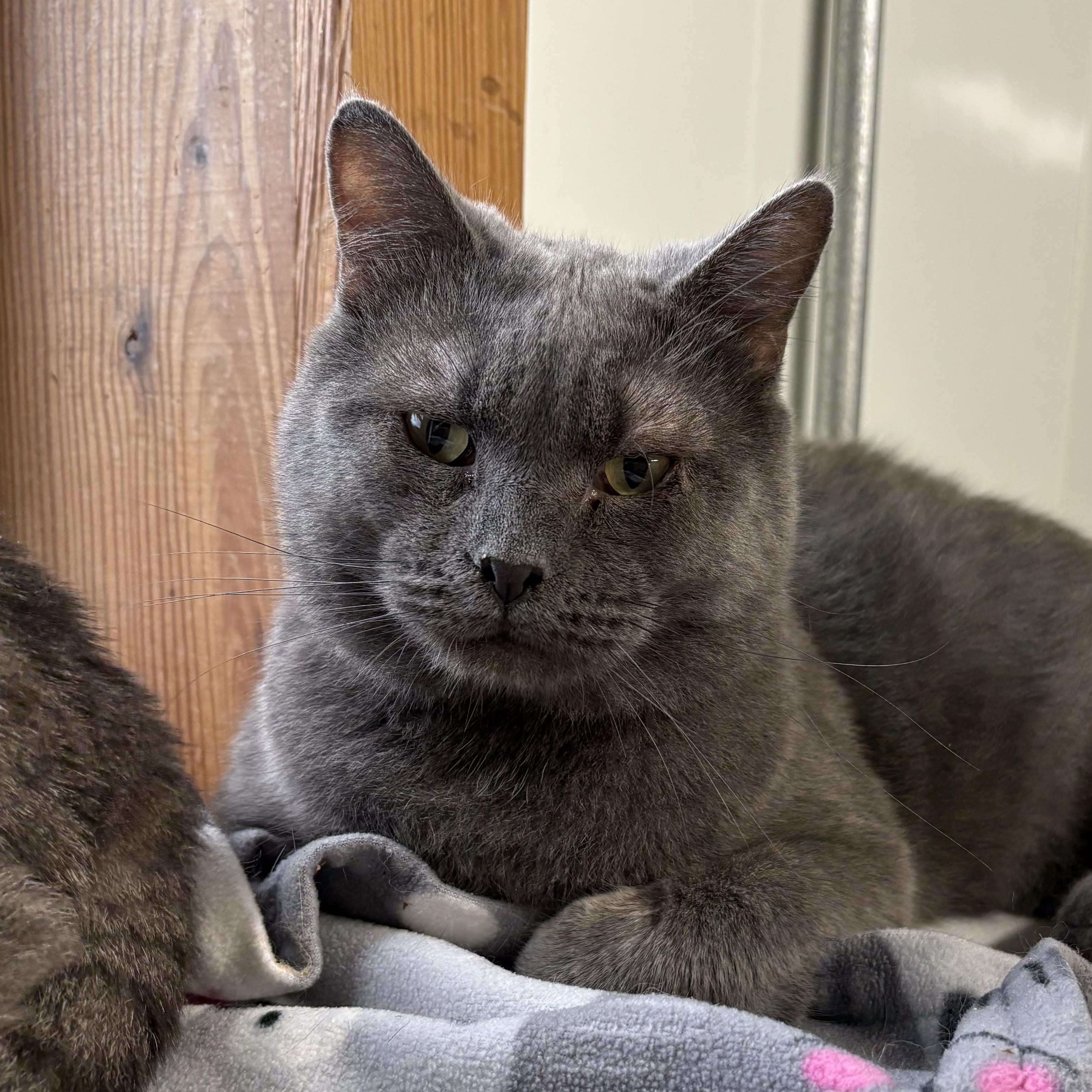 Enlarge Earl, a Adoptable Domestic Short Hair in Solon, IA image 1/4