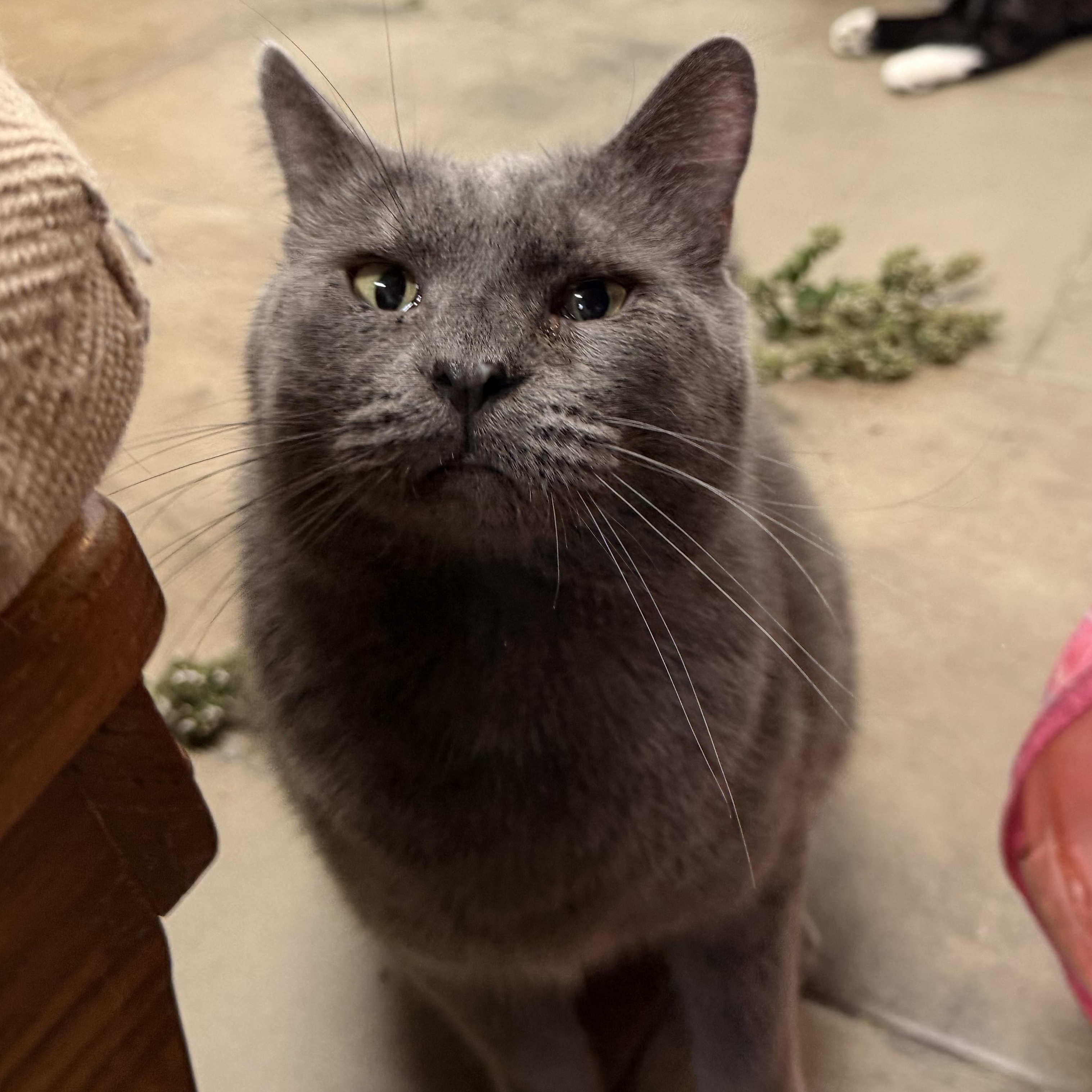 Enlarge Earl, a Adoptable Domestic Short Hair in Solon, IA image 2/4