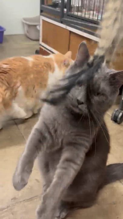 Enlarge Earl, a Adoptable Domestic Short Hair in Solon, IA video 4/4