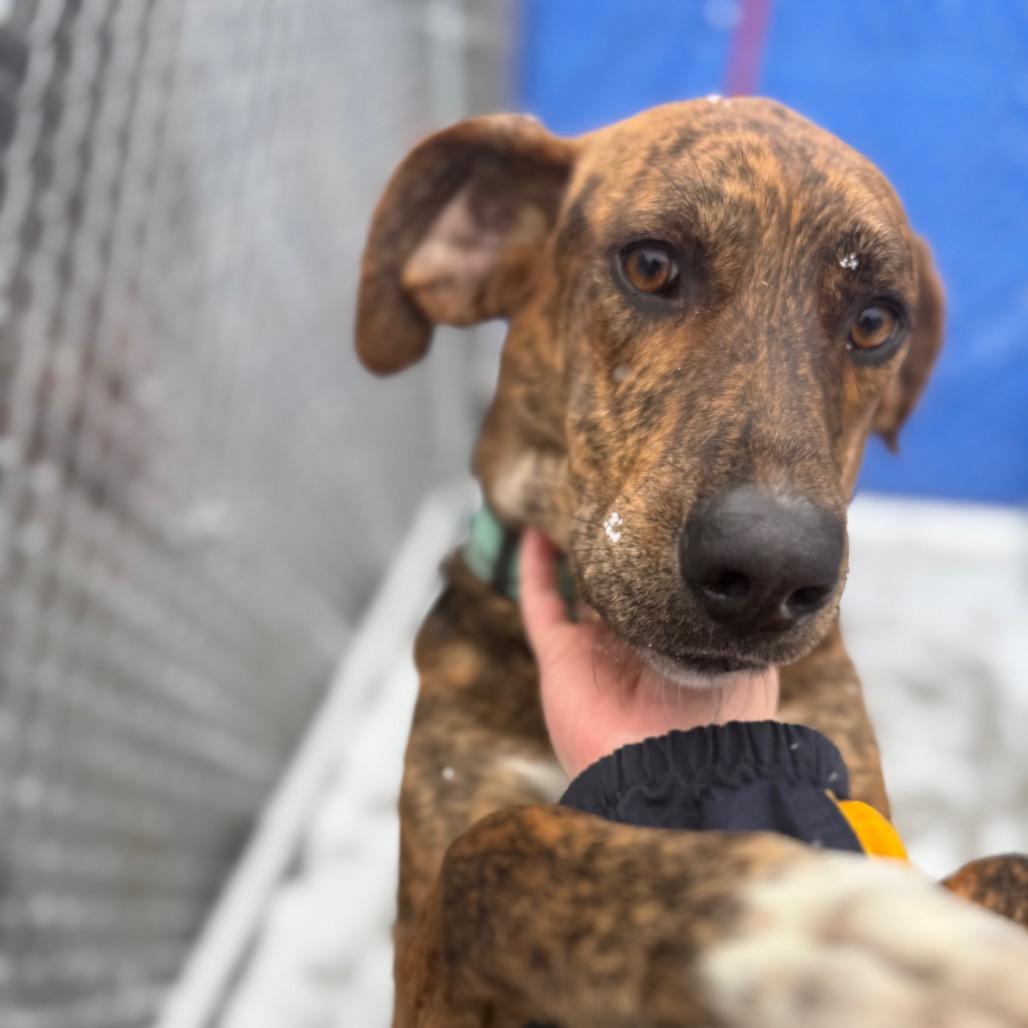 Zeno, Adoptable, Adult Male Mixed Breed.