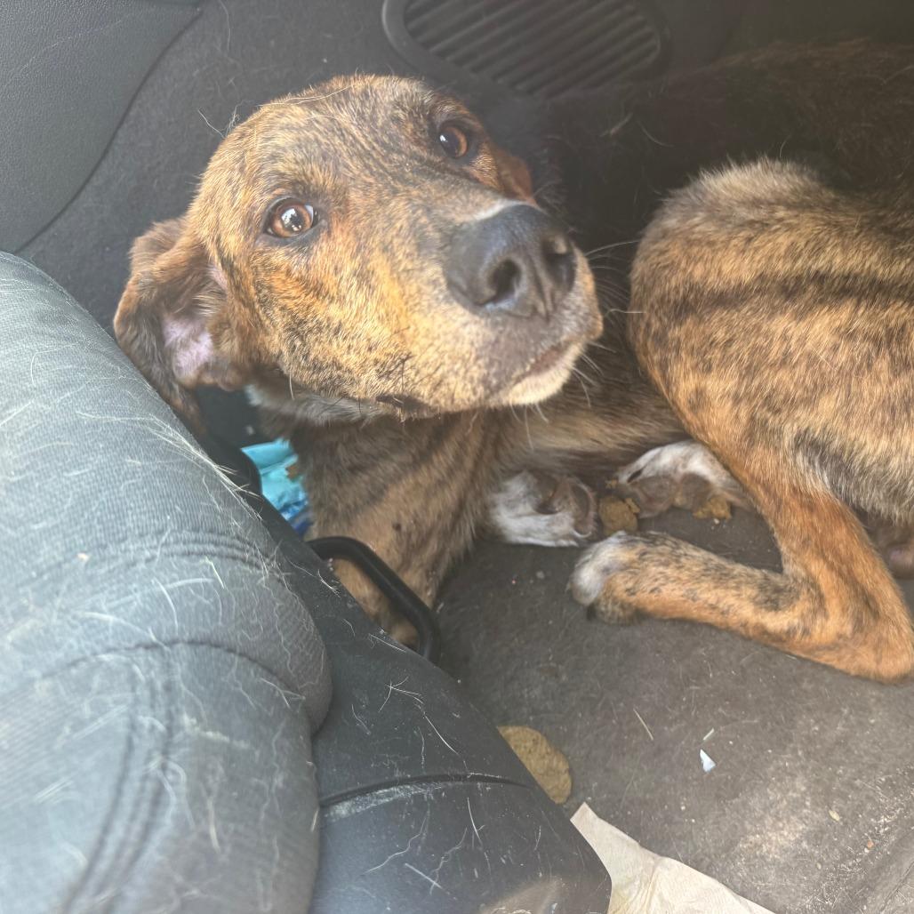 Enlarge Zeno, a Adoptable Mixed Breed in Red House, WV image 2/2