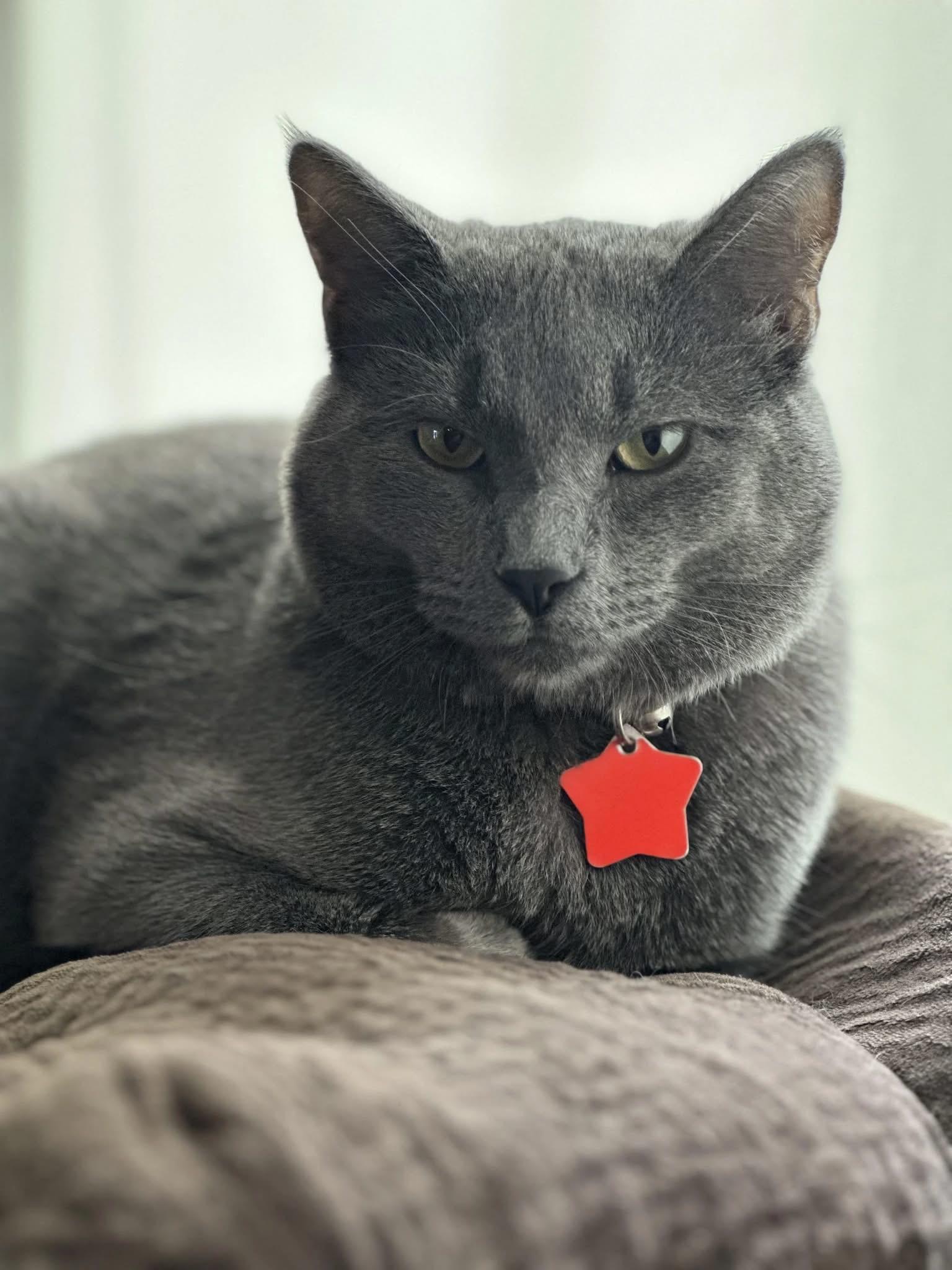 Enlarge Colter, a Adopted American Shorthair in Chilliwack, BC image 1/1
