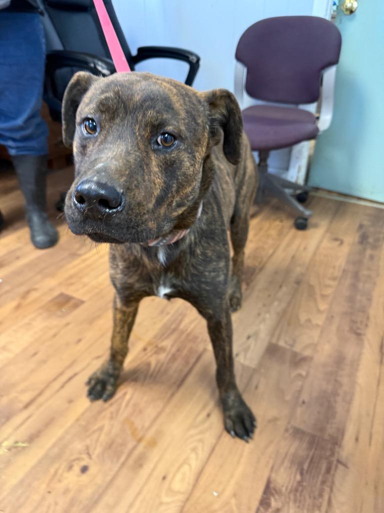 Frosty, Adoptable, Young Male Rottweiler & Mountain Cur.
