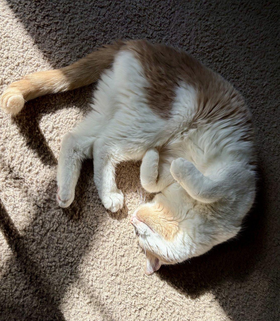 Colby Jack, Adoptable, Senior Male Domestic Short Hair.
