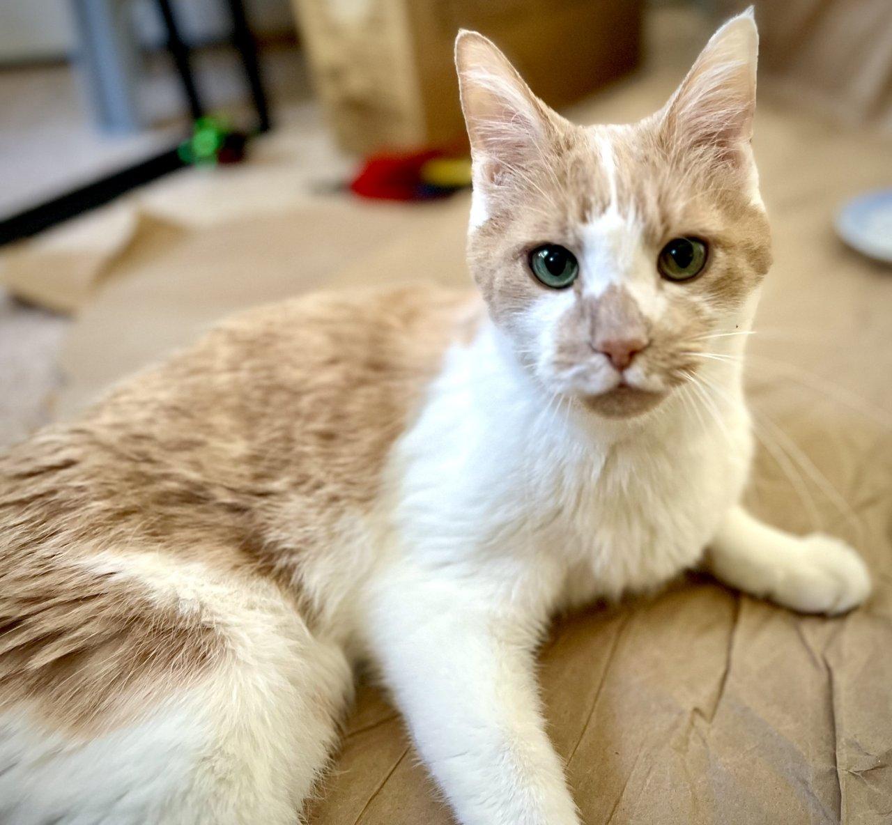 Enlarge Colby Jack, a Adoptable Domestic Short Hair in Raleigh, NC image 2/5
