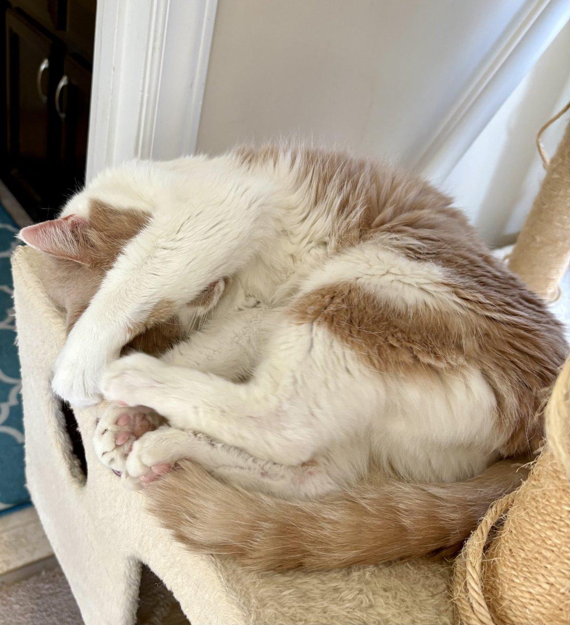 Enlarge Colby Jack, a Adoptable Domestic Short Hair in Raleigh, NC image 3/5