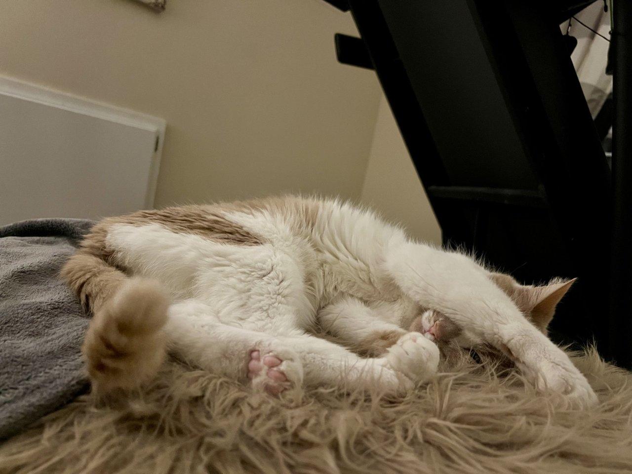 Enlarge Colby Jack, a Adoptable Domestic Short Hair in Raleigh, NC image 4/5