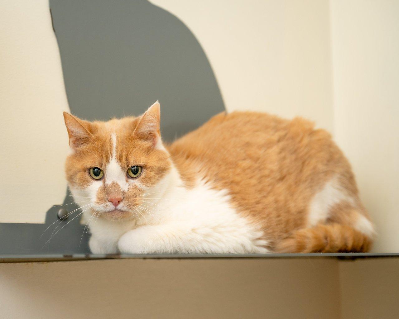 Colby Jack, a Adoptable Domestic Short Hair in Raleigh, NC image 4/5