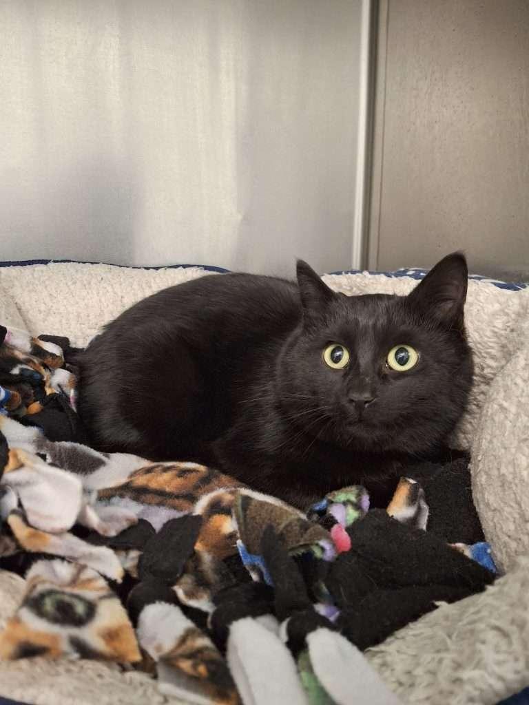 BINGO, an adoptable Domestic Long Hair in Ironwood, MI image 3/6