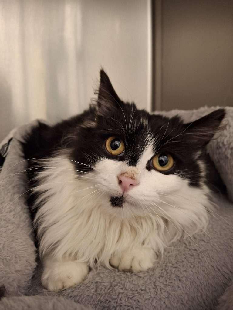 BINGO, adoptable, Young Male Domestic Long Hair.