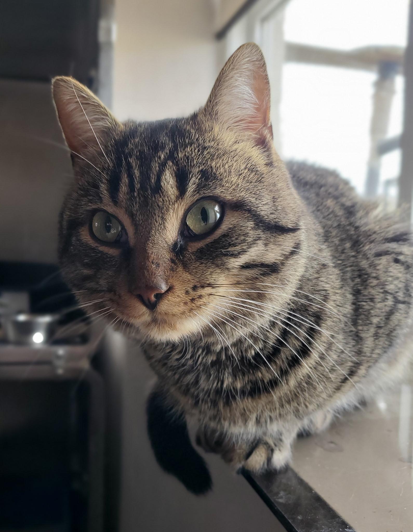 Rory, ADOPTABLE, Adult Male Domestic Short Hair.