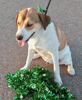 Zac, a Adoptable Hound in Manchester, CT image 3/5