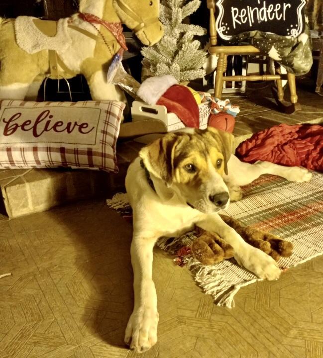 Zac, a Adoptable Hound in Manchester, CT image 4/5