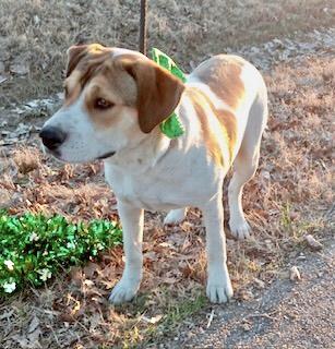 Zac, a Adoptable Hound in Manchester, CT image 1/5