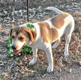 Zac, a Adoptable Hound in Manchester, CT image 2/5
