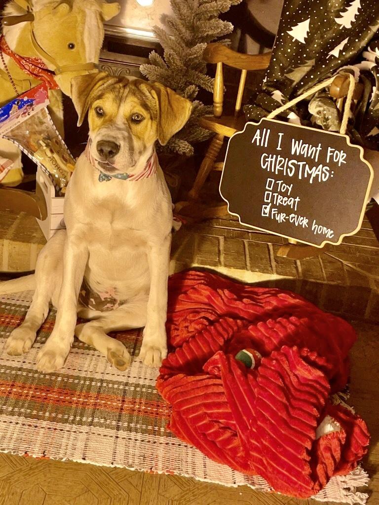 Zac, a Adoptable Hound in Manchester, CT image 5/5