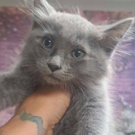 Enlarge Lochness, a Adoptable mixed breed in Fort Collins, CO image 1/2