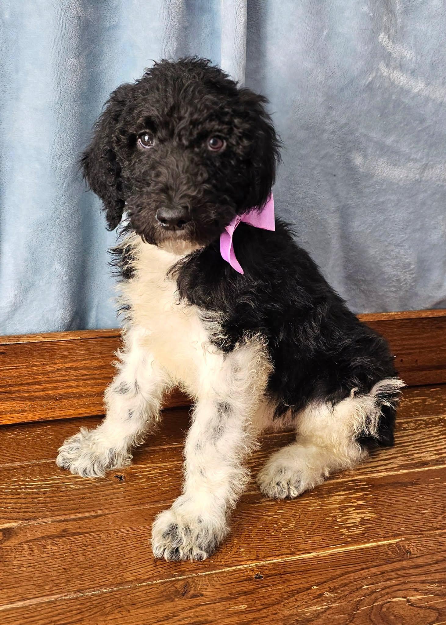 Paco, Adopted, Puppy Male Standard Poodle.