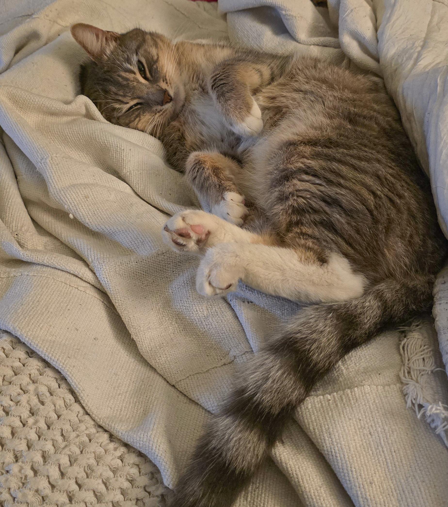 Enlarge Freddie, a ADOPTABLE Domestic Short Hair in Los Angeles, CA image 2/4