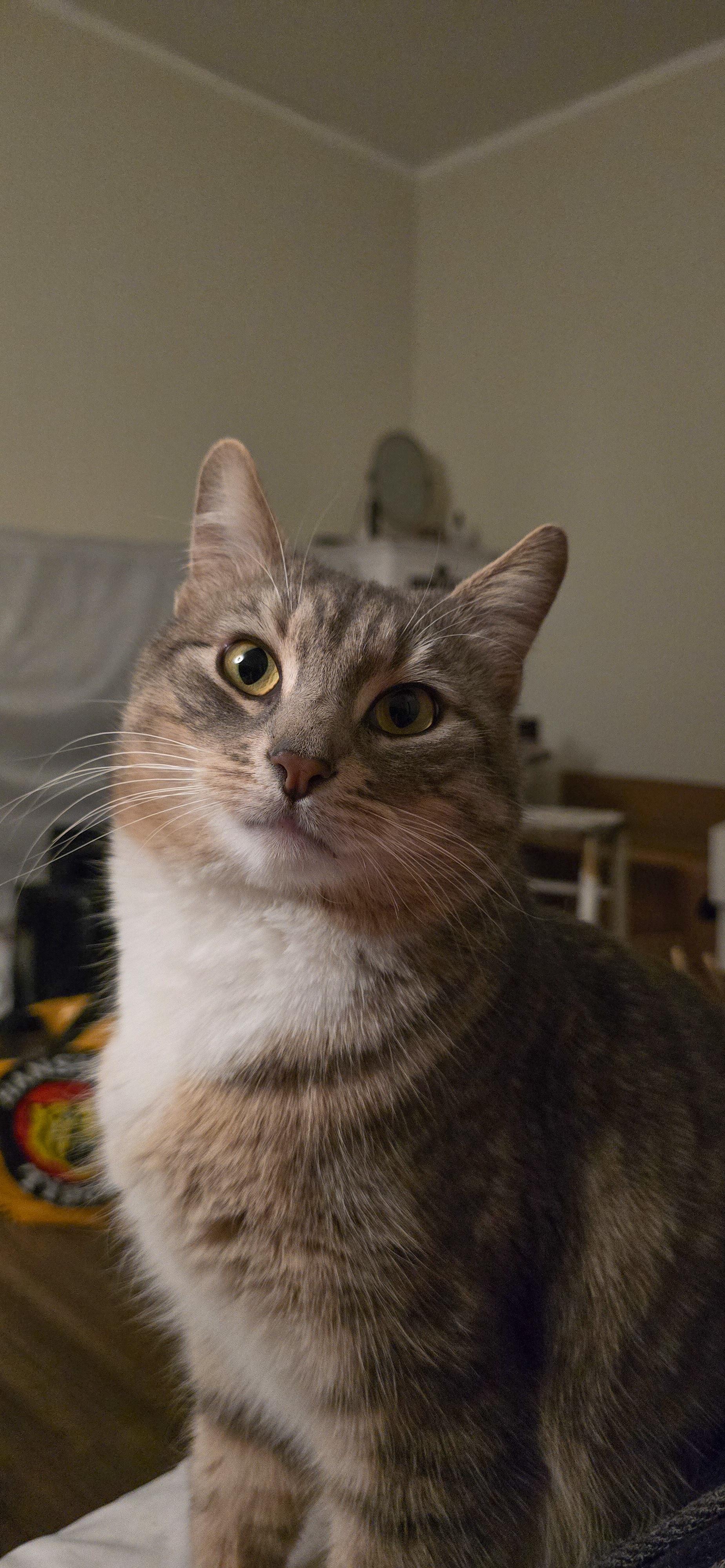 Freddie, ADOPTABLE, Young Male Domestic Short Hair.