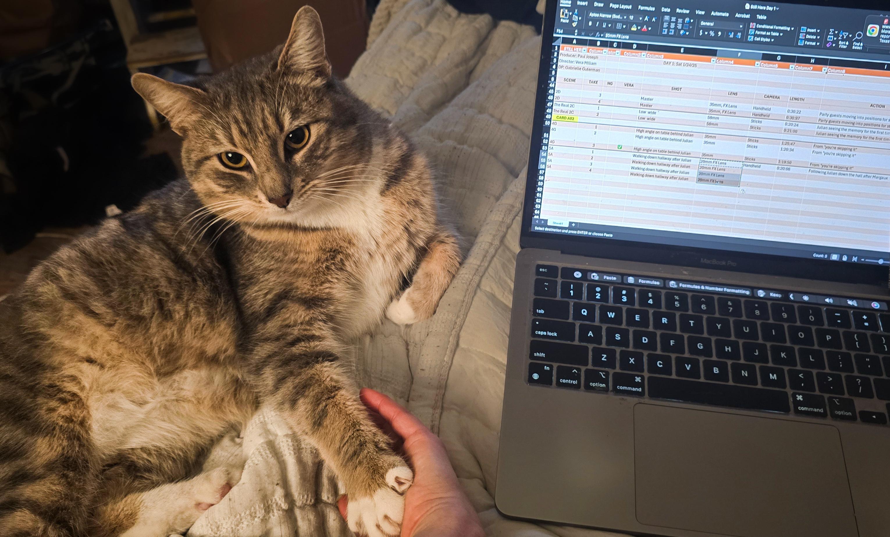 Enlarge Freddie, a ADOPTABLE Domestic Short Hair in Los Angeles, CA image 3/4