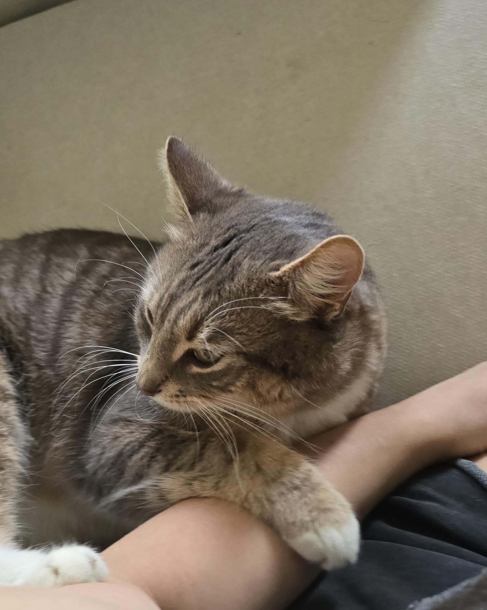 Enlarge Freddie, a ADOPTABLE Domestic Short Hair in Los Angeles, CA image 4/4