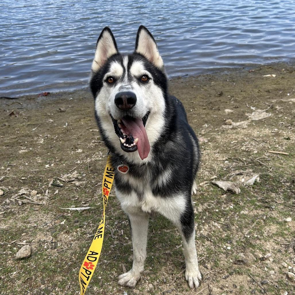 Mickie, Adoptable, Adult Male Husky.