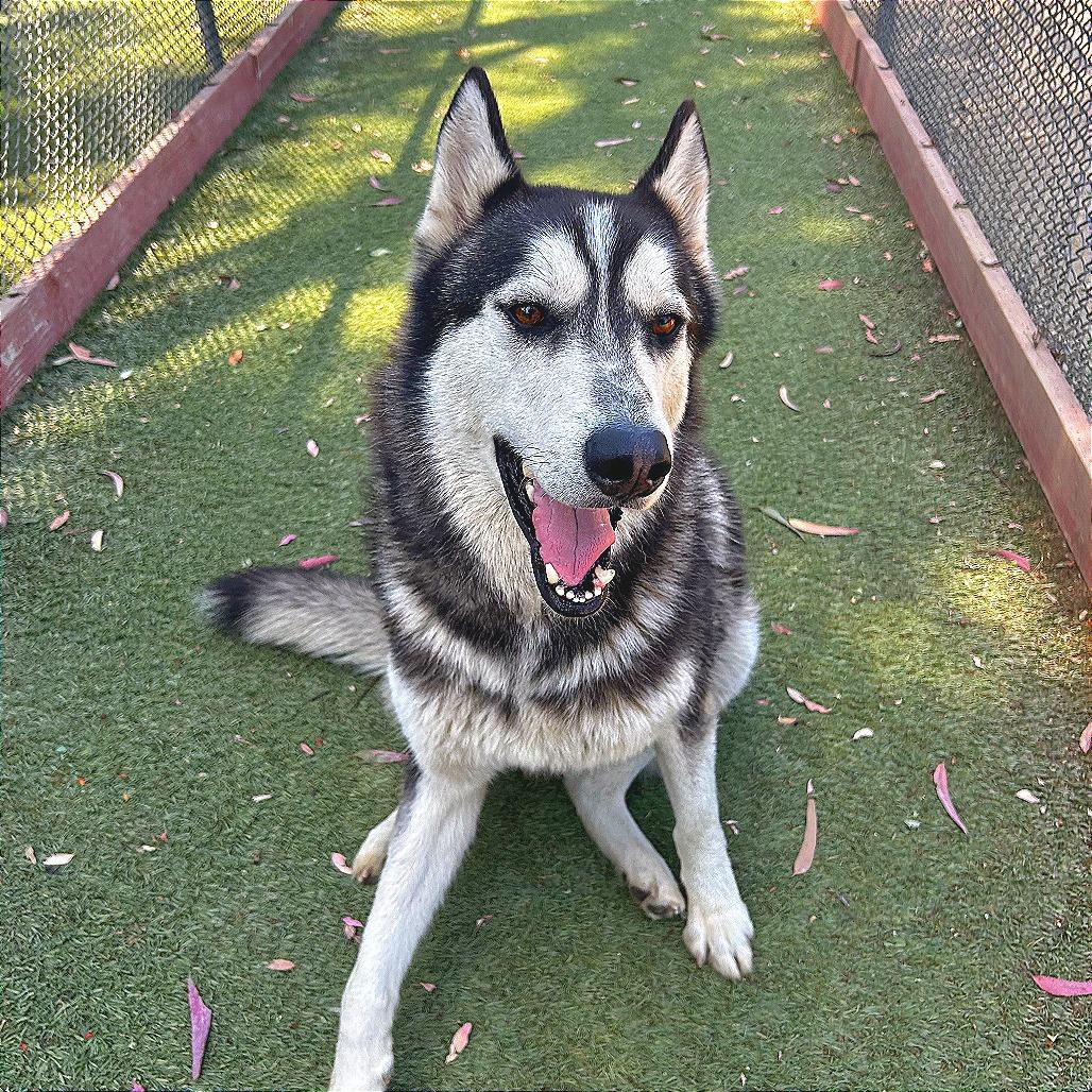 Enlarge Mickie, a Adoptable Husky in San Gabriel, CA image 1/3