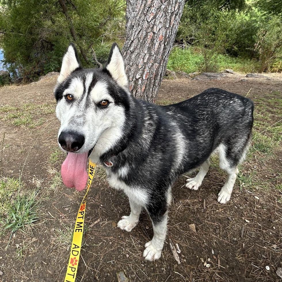 Mickie, a Adoptable Husky in San Gabriel, CA image 3/5