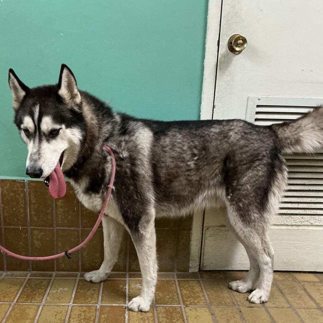 Enlarge Mickie, a Adoptable Husky in San Gabriel, CA image 2/3